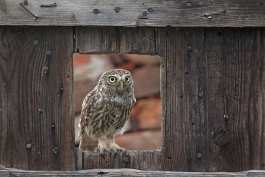 Kukumav yuva yakınındaki