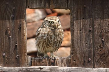 Kukumav yuva yakınındaki