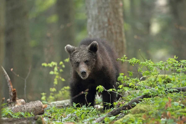 Niedźwiedź brunatny w lesie — Zdjęcie stockowe