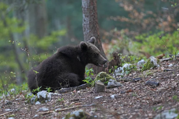 森の中のクマ — ストック写真