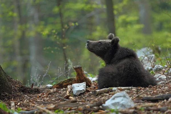 Коричневий ведмідь у лісі — стокове фото