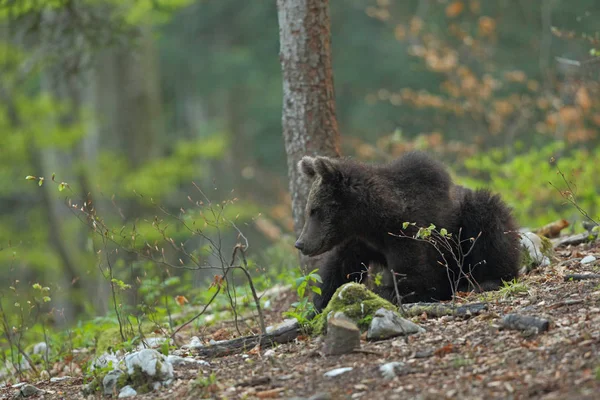 Oso pardo en el bosque —  Fotos de Stock