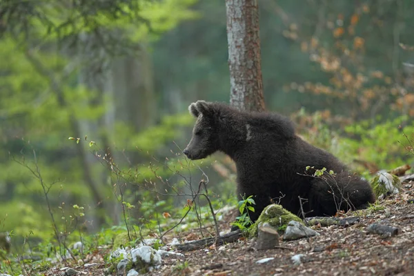 森の中に茶色のクマ — ストック写真