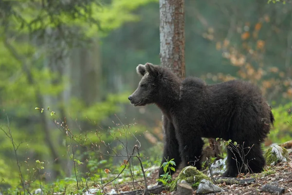 Braunbär in den Wald — Stockfoto