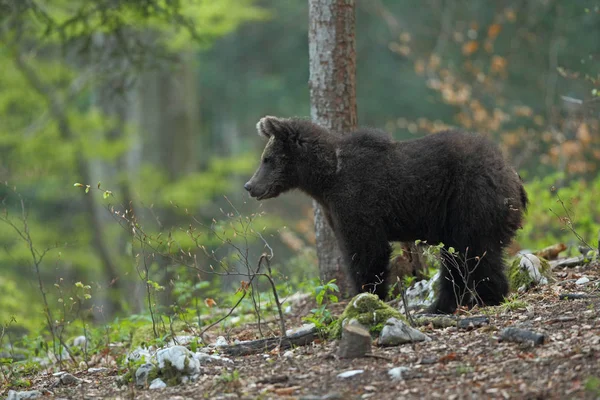 Urso castanho na floresta — Fotografia de Stock