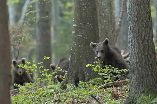 Bruine beer in het bos — Stockfoto