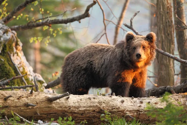 Коричневий ведмідь у ліс — стокове фото