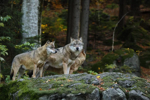 森の中に灰色のオオカミ — ストック写真