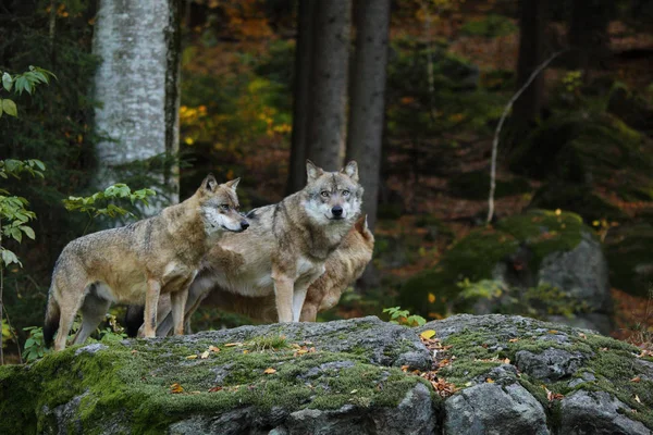 Grijze wolf in het bos — Stockfoto