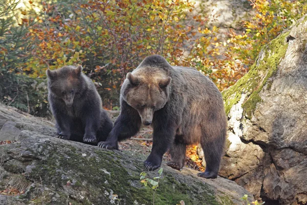 Urso castanho na floresta — Fotografia de Stock