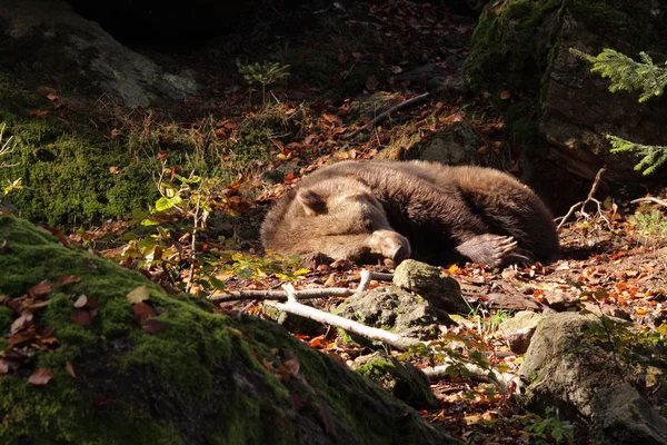Medvěd hnědý do lesa — Stock fotografie