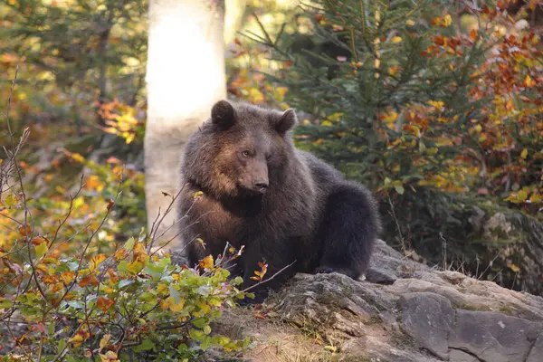 Niedźwiedź w lesie — Zdjęcie stockowe