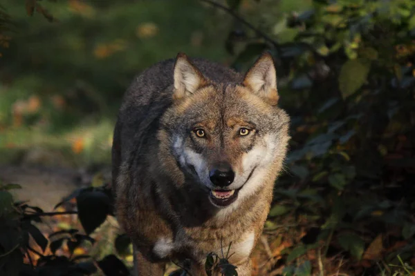 Šedý vlk do lesa — Stock fotografie