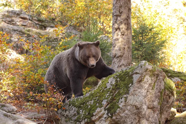 Brown bear into the forest — Stock Photo, Image