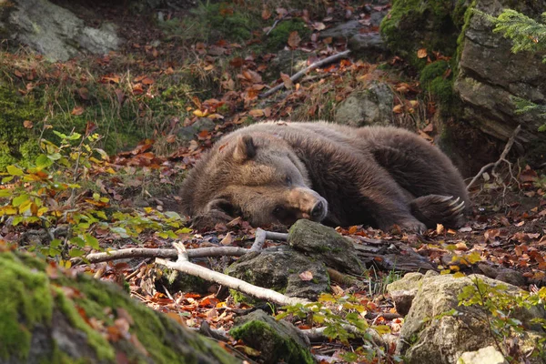 Medvěd hnědý do lesa — Stock fotografie