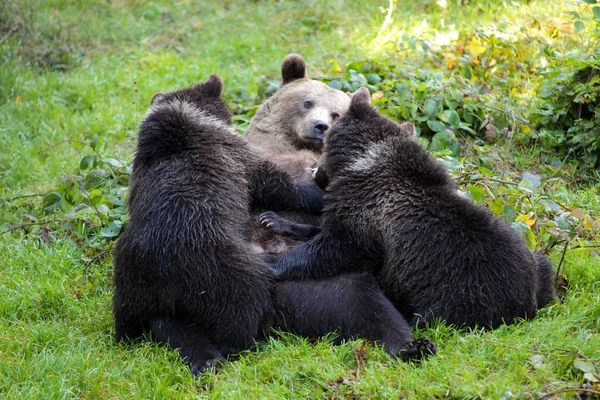Бурый медведь в лес — стоковое фото