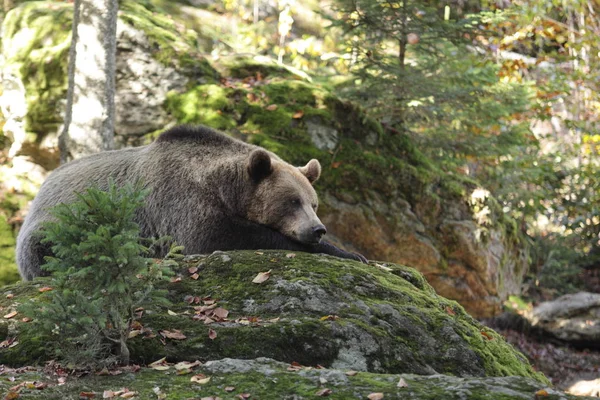 Urso castanho na floresta — Fotografia de Stock