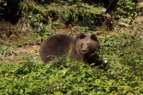 Коричневий ведмідь у ліс — стокове фото