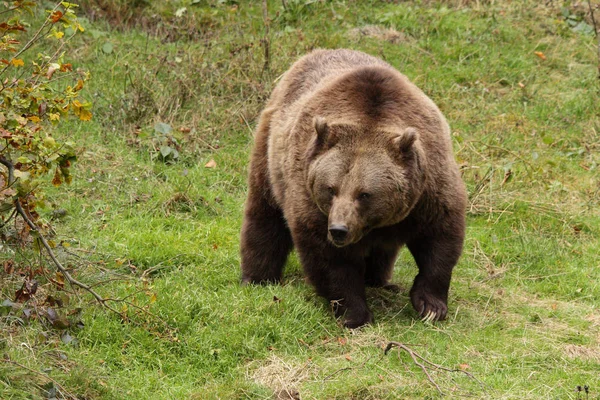 Urso castanho na floresta — Fotografia de Stock