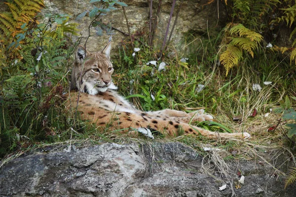 Lince euroasiático en el bosque —  Fotos de Stock