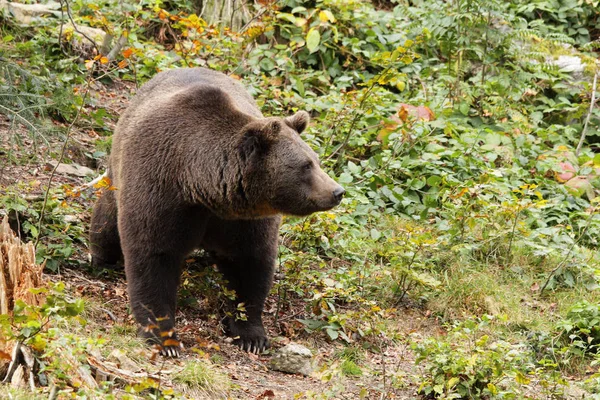 Bruine beer in het bos — Stockfoto