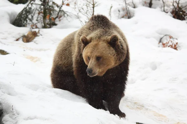 Medvěd hnědý do sněhu — Stock fotografie