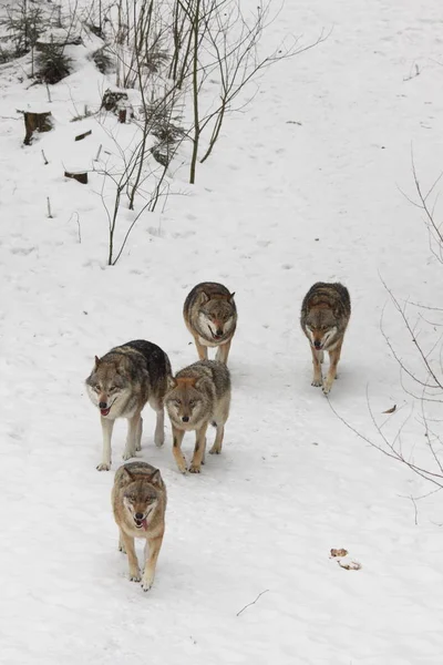 Wolf in de sneeuw — Stockfoto