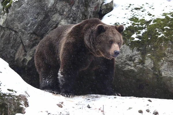 Medvěd hnědý do sněhu — Stock fotografie
