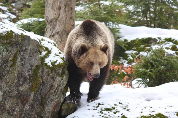 눈에 갈색 곰 — 스톡 사진