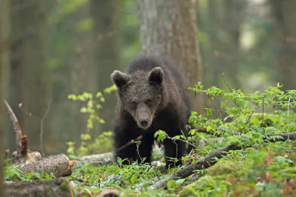 Urso marrom na floresta Fotos De Bancos De Imagens