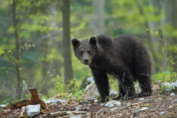 Urso castanho na floresta Fotos De Bancos De Imagens Sem Royalties