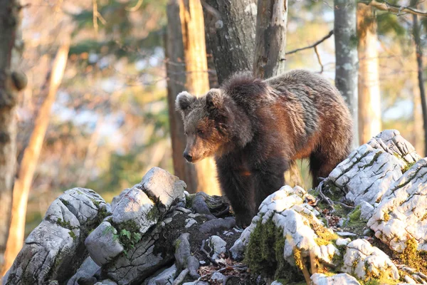Urso castanho na floresta Imagens De Bancos De Imagens