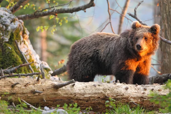 Urso castanho na floresta Fotos De Bancos De Imagens