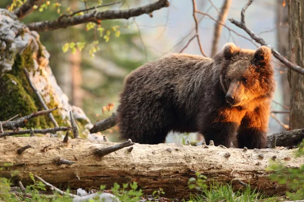 Urso castanho na floresta Imagens De Bancos De Imagens Sem Royalties