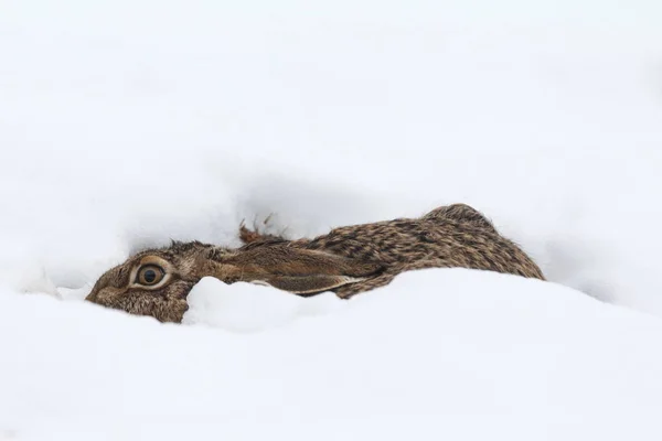 Hare into to the snow — Stock Image Hare into to the snow Royalty Free Stock Photos