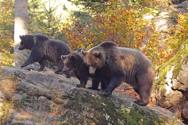 Urso castanho na floresta Imagens De Bancos De Imagens