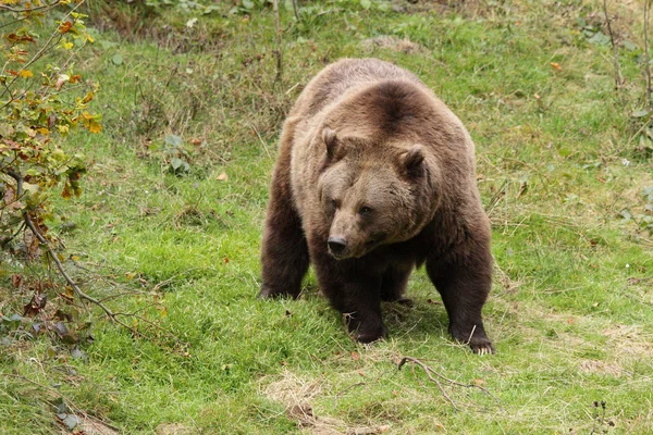 Urso castanho na floresta Imagens De Bancos De Imagens Sem Royalties