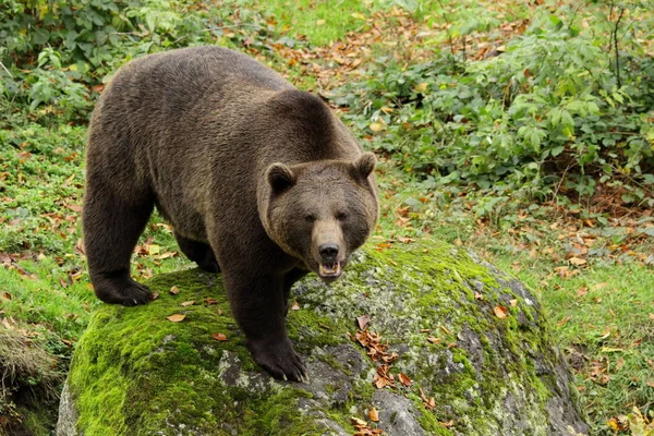 Urso castanho na floresta Fotos De Bancos De Imagens