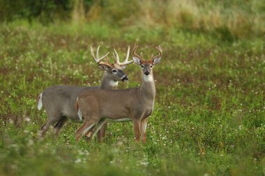 Beyaz kuyruklu geyik