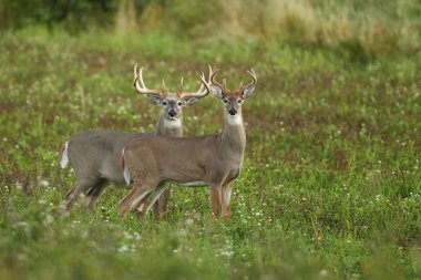 Beyaz kuyruklu geyik