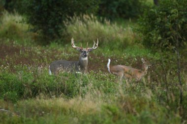 Beyaz kuyruklu geyik