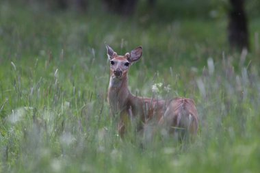 Beyaz kuyruklu geyik