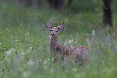 Beyaz kuyruklu geyik