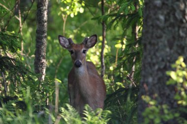 Beyaz kuyruklu geyik