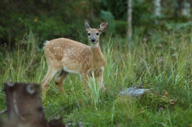 Beyaz kuyruklu geyik