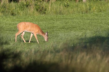 Beyaz kuyruklu geyik