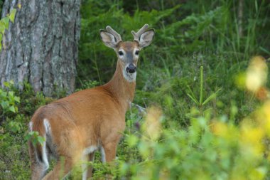 Beyaz kuyruklu geyik