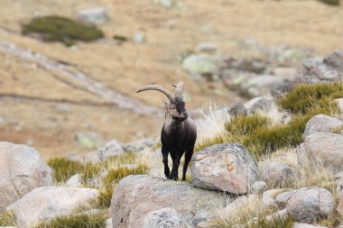 İspanyol dağ keçisi çiftleşme mevsimi