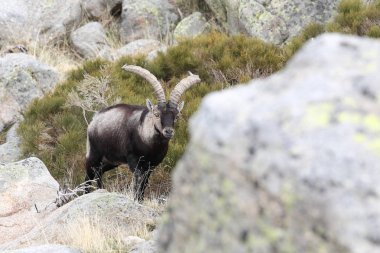 İspanyol dağ keçisi çiftleşme mevsimi