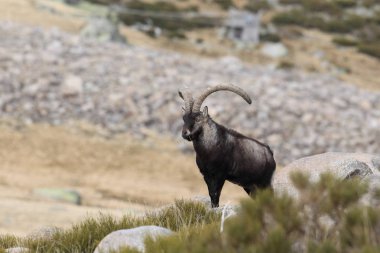 İspanyol dağ keçisi çiftleşme mevsimi